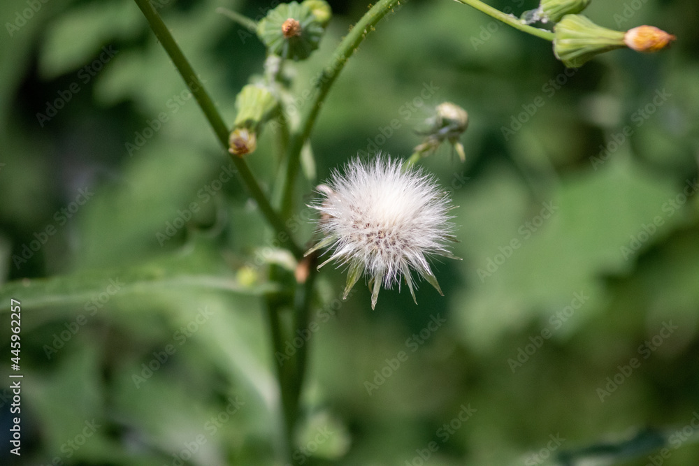 Sow Thistle common weeds in Nebraska with yellow flowers Sonchus oleraceus . High quality photo Sow Thistle common weeds in Nebraska with yellow flowers Sonchus oleraceus . High quality photo
