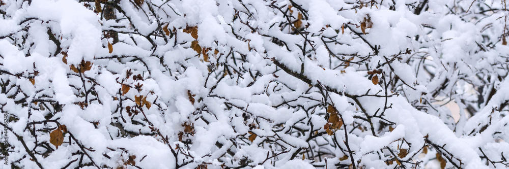 Snow on the branches of trees and bushes after a snowfall. Beautiful winter background with snow-covered trees. Plants in a winter park. Cold snowy weather. Cool panoramic texture of fresh snow