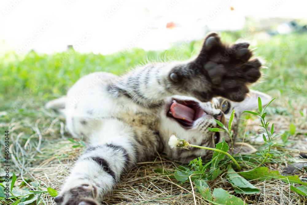 Obraz premium Kitten in the green grass. A small kitten lies on the ground.