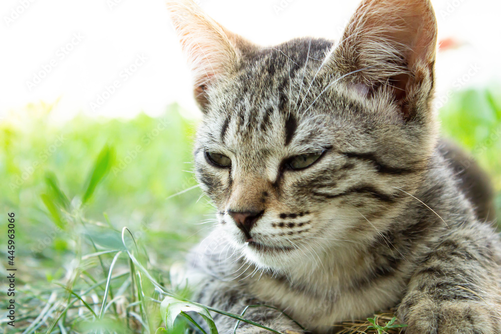 Kitten in the green grass. A small kitten lies on the ground. Kitten in the green grass. A small kitten lies on the ground.