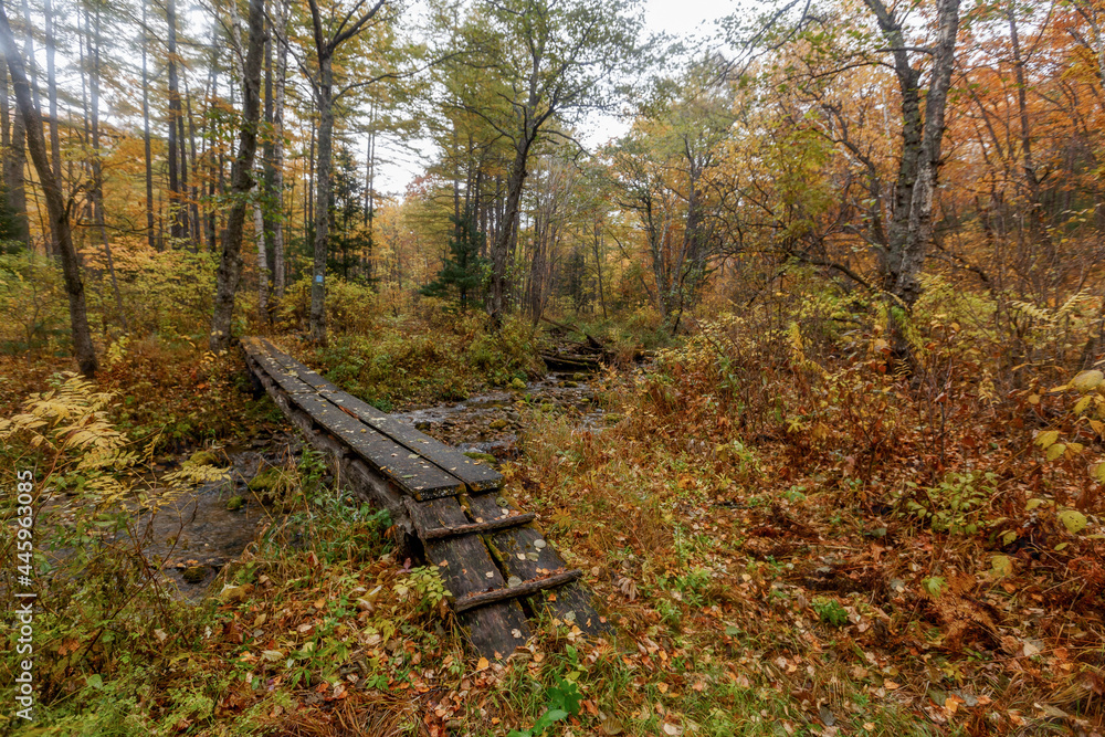 Sikhote-Alin Biosphere Reserve. Wooden footbridge over a small stream in the autumn forest. Ecological hiking trail. Sikhote-Alin Biosphere Reserve. Wooden footbridge over a small stream in the autumn forest. Ecological hiking trail.