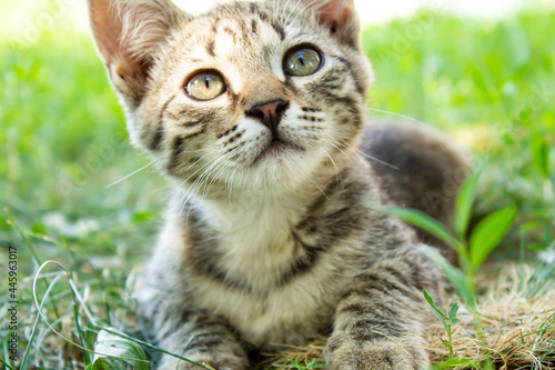 Kitten in the green grass. A small kitten lies on the ground. © Verrone