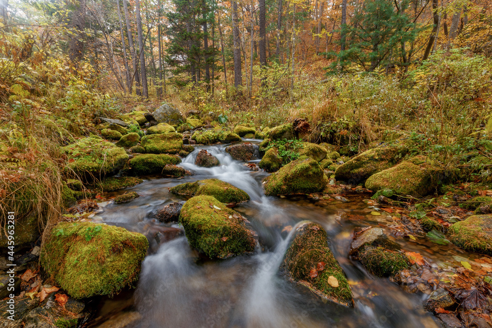  Sikhote-Alin Biosphere Reserve. Shutter speed shooting. A crystal clear stream flows over pebbles in an autumn forest. Reserved river.