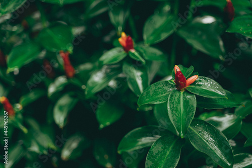 tropical green leaf plant f...