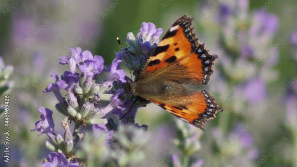 Lavender flowers close up. Lavender flowers are grown in meadows Lavender flowers close up. Lavender flowers are grown in meadows