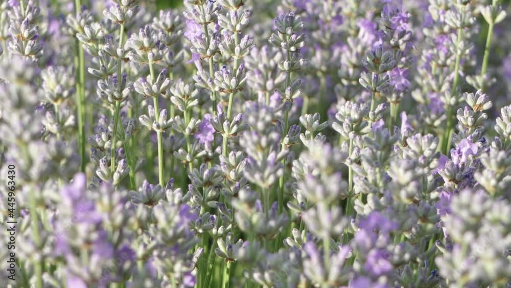 Lavender flowers close up. Lavender flowers are grown in meadows Lavender flowers close up. Lavender flowers are grown in meadows