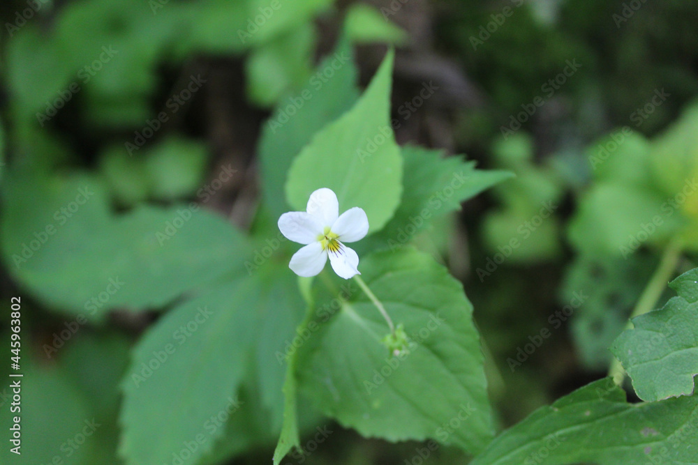 White striped violet on the Appalachian Trail at Chattahoochee-Oconee National Forest in Georgia White striped violet on the Appalachian Trail at Chattahoochee-Oconee National Forest in Georgia