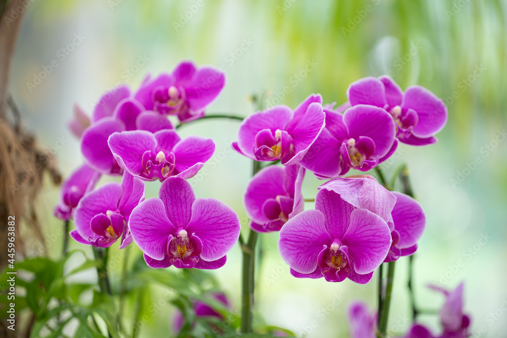 紫の胡蝶蘭