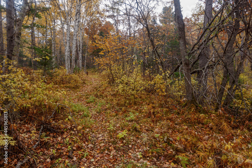 Sikhote-Alin Biosphere Reserve. Autumn reserved forest.