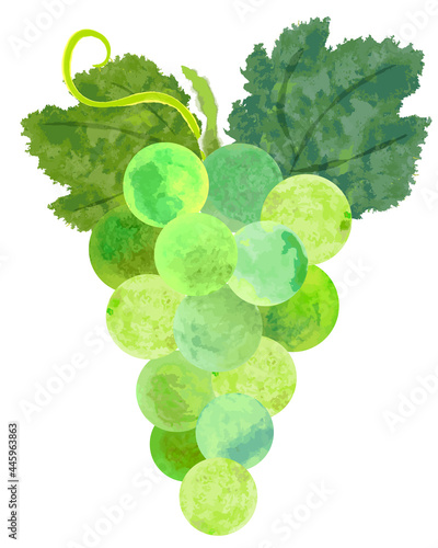 水彩手描きの緑の葡萄と葉のイラスト Stock Vector Adobe Stock