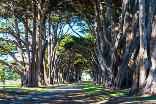 Cypress Tree Tunnel, planted with Monterey cypress trees, leading to a historic radio station at Point Reyes National Seashore.