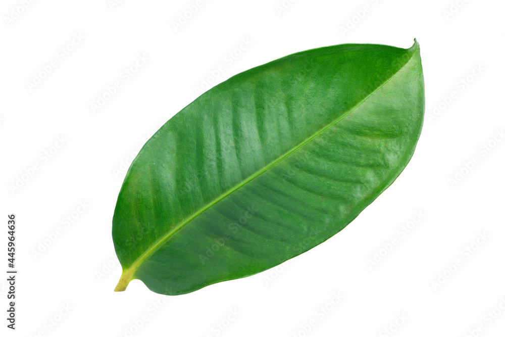 Obraz premium Fresh Mangosteen leaf isolated on white background. Clipping path.