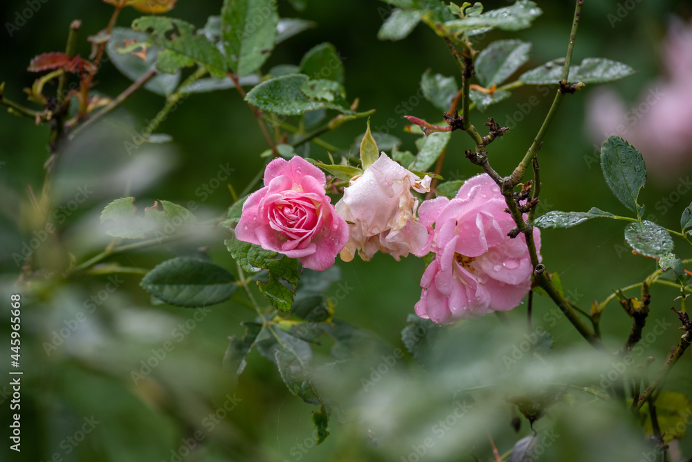 Flower Flower