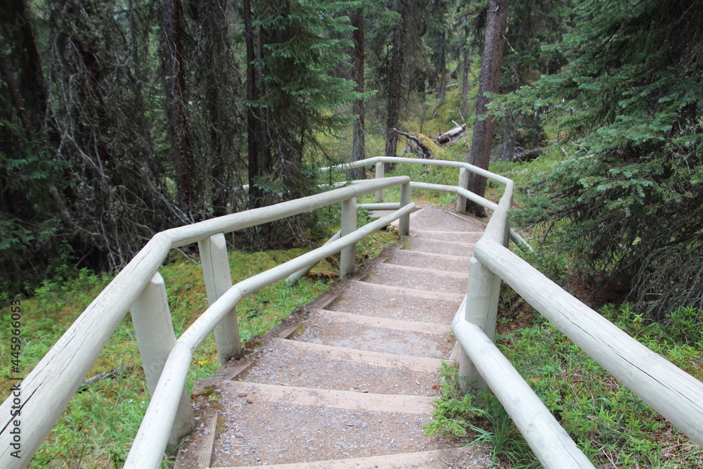 Stairs In The Forest, Jasper National Park, Alberta Stairs In The Forest, Jasper National Park, Alberta