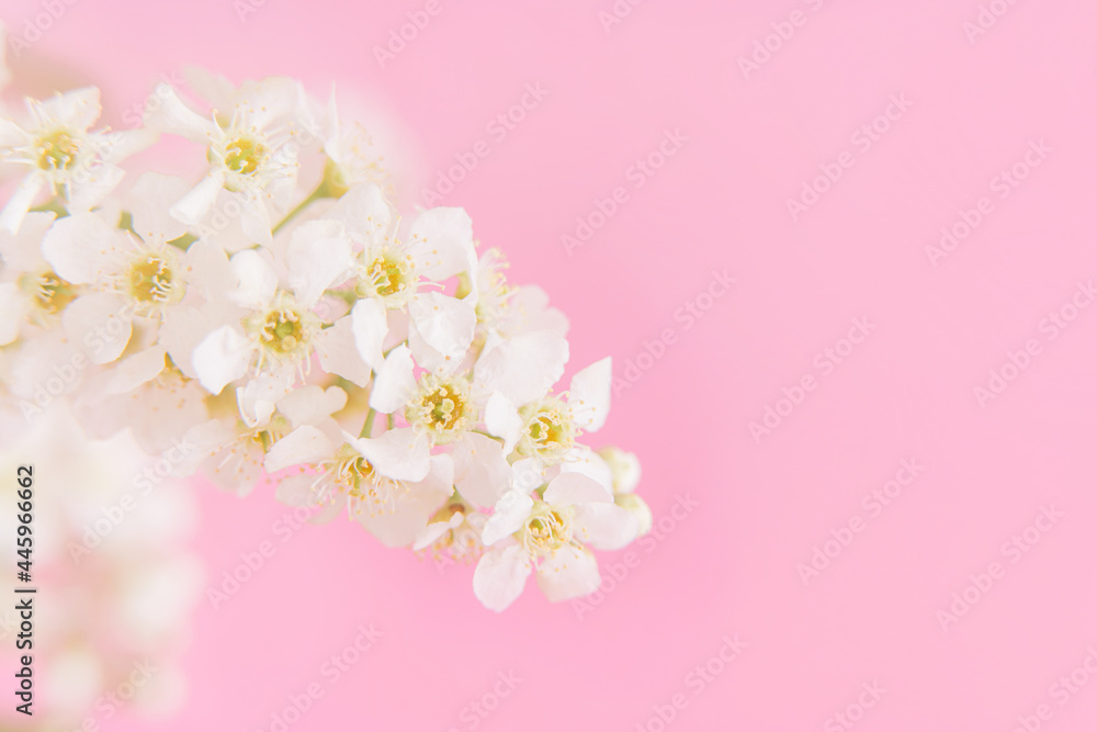 Blooming branch of bird cherry with white flowers in front of pink background close-up