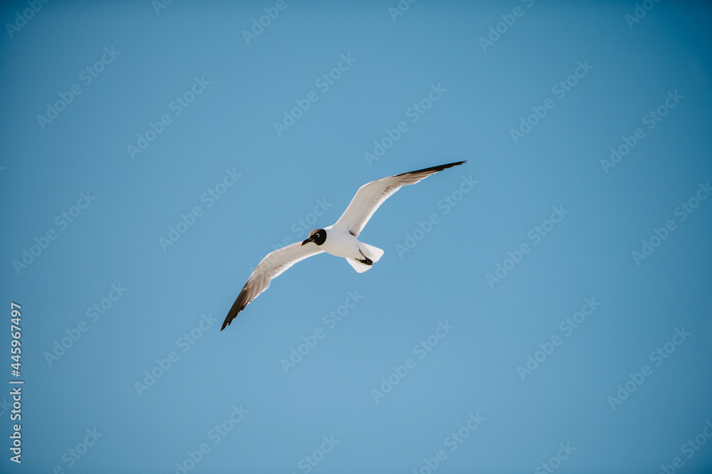 Seagull in Flight