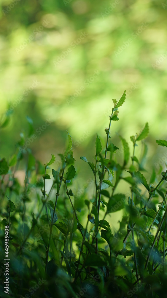 Plant with green leaves, blurred green background, focus selected Plant with green leaves, blurred green background, focus selected