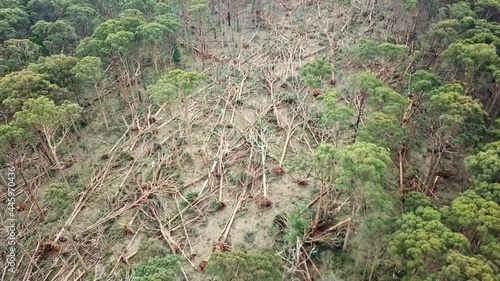 Slow moving aerial footage ofan area of forest with fallen trees near Bullarto after a storm on 10 June, 2021, Victoria, Australia. photo