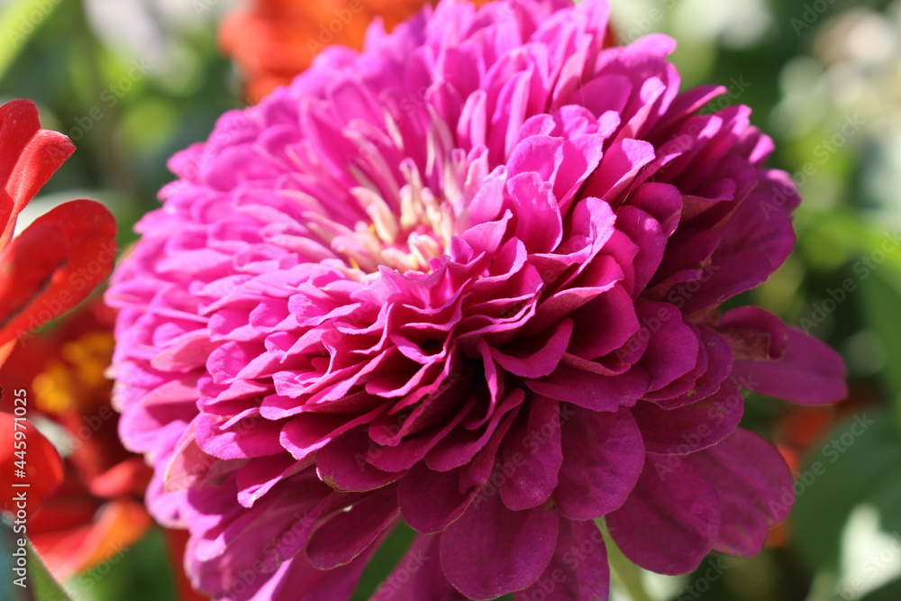 closeup of a pink chrysanthemum, the contrast of green leaf's background highlight the red color in the middle to represents hope, love, happiness and focus closeup of a pink chrysanthemum, the contrast of green leaf's background highlight the red color in the middle to represents hope, love, happiness and focus