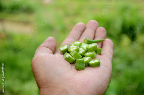 closeup the bunch ripe green sliced ladyfinger hold hand over out of focus green brown background.