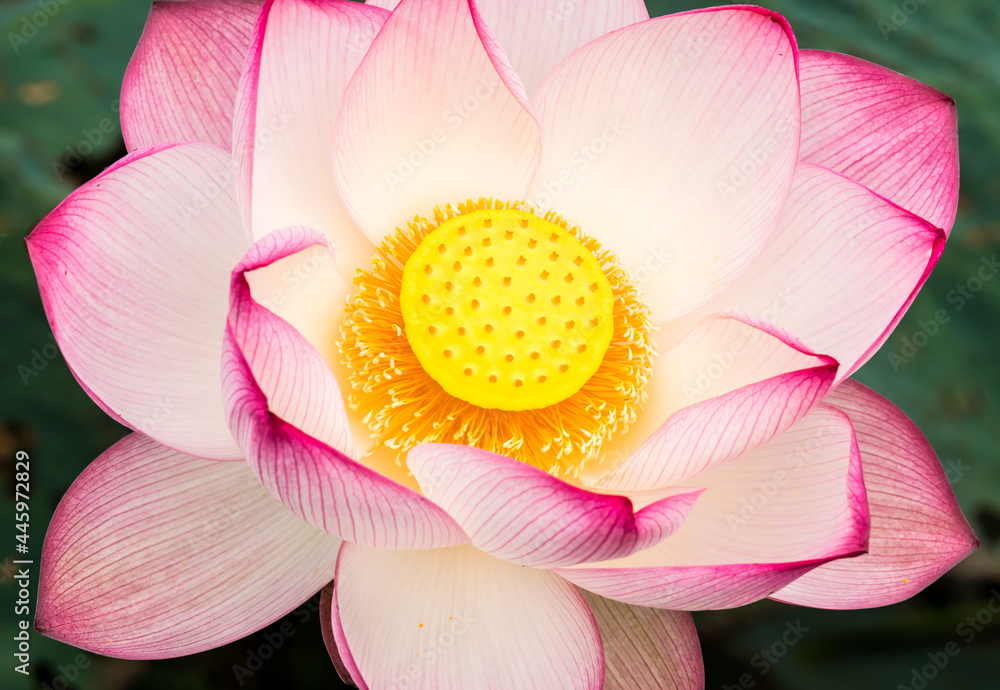Pink lotus in pond , outdoor Chiangmai Thailand Pink lotus in pond , outdoor Chiangmai Thailand