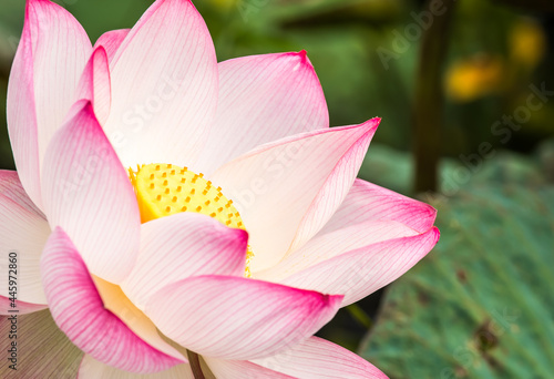 Pink lotus   in pond    outdoor  Chiangmai Thailand