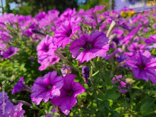 Purple flowers that live on a street corner