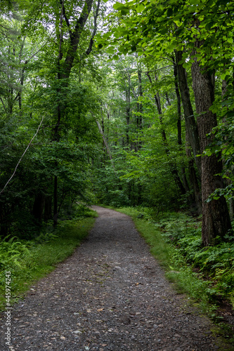 path in the forest © Jomo Drew Photo