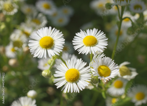 Bellis perennis, the common daisy, is a plant of the family Asteraceae. Small white blossoms with yellow center. Sometimes known also as lawn daisy, English daisy, bruisewort and woundwort. photo