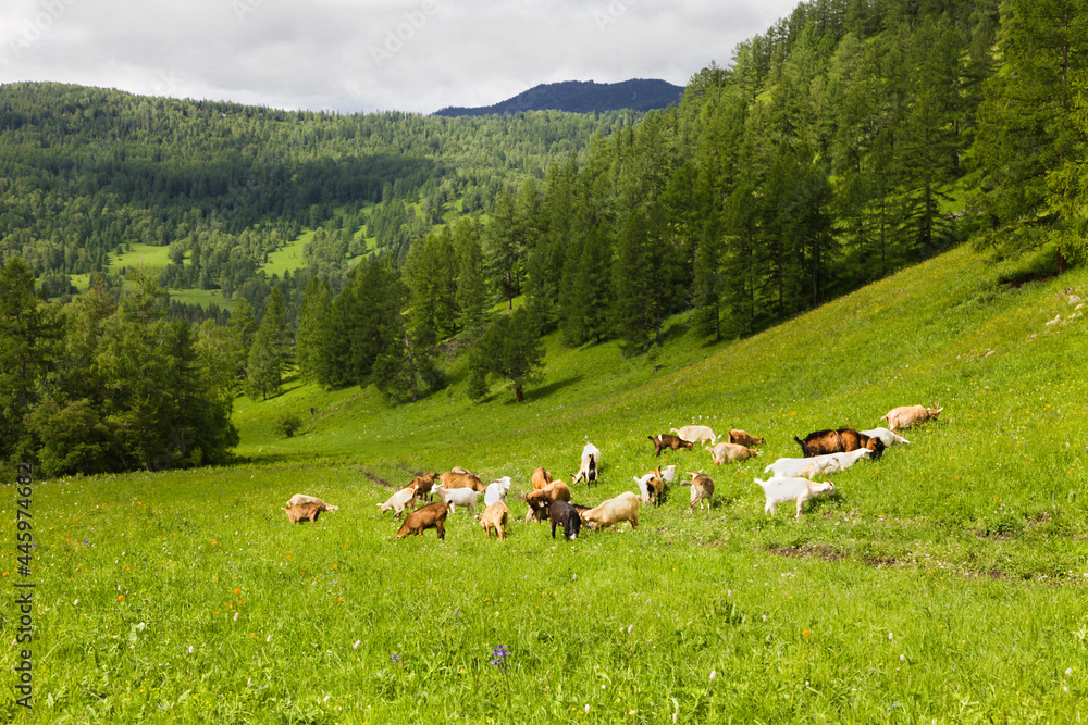 A herd of white and black goats grazes on green grass in summer in the Altai mountains.