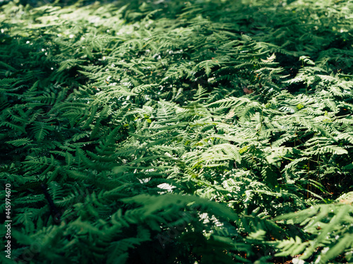 A green fern growing in the forest. A fern illuminated by the sun