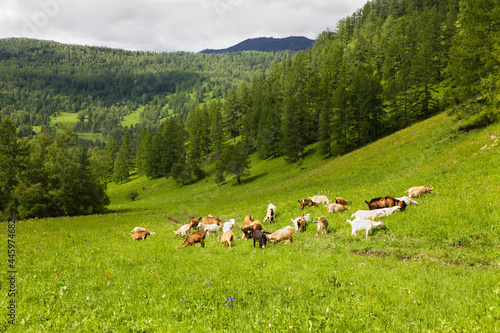 A herd of white and black goats grazes on green grass in summer in the Altai mountains. © milly777