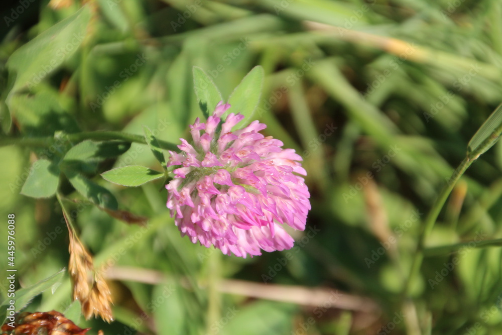 Pink Of The Clover, Jasper National Park, Alberta Pink Of The Clover, Jasper National Park, Alberta