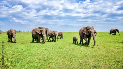 A herd of wild African elephants  Loxodonta africana   including a mother and calf  marches across green plains in the Masai Mara National Reserve in Kenya.