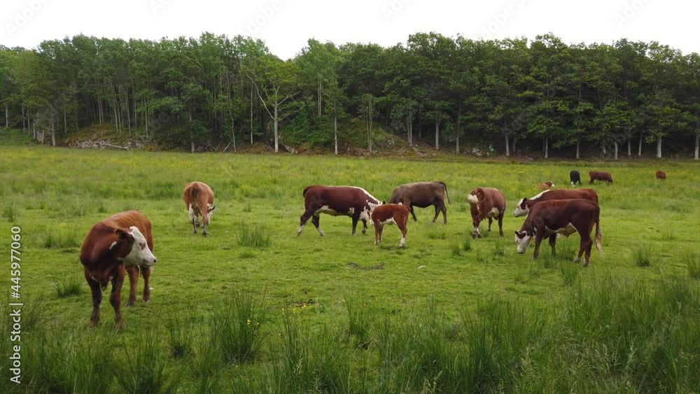 Slomo of brown and white cows moving around on green field by forest Slomo of brown and white cows moving around on green field by forest