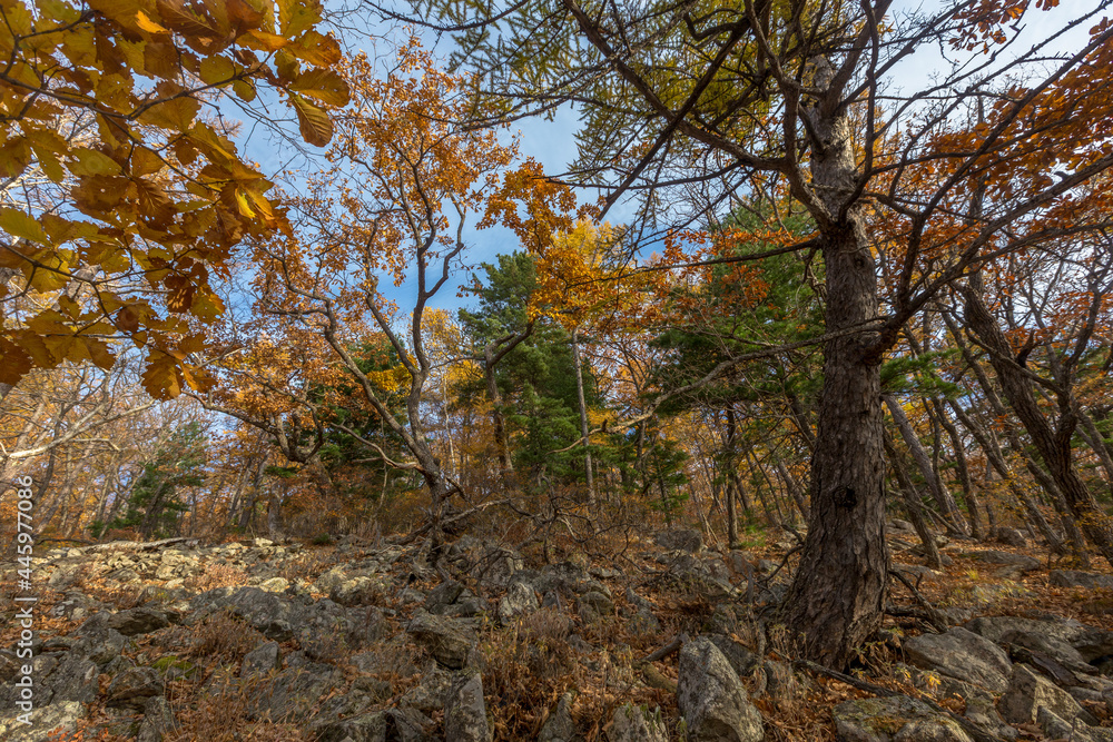 Sikhote-Alin Biosphere Reserve. The foot of Mount Lysaya. Beautiful autumn forest on a rocky mountain slope.