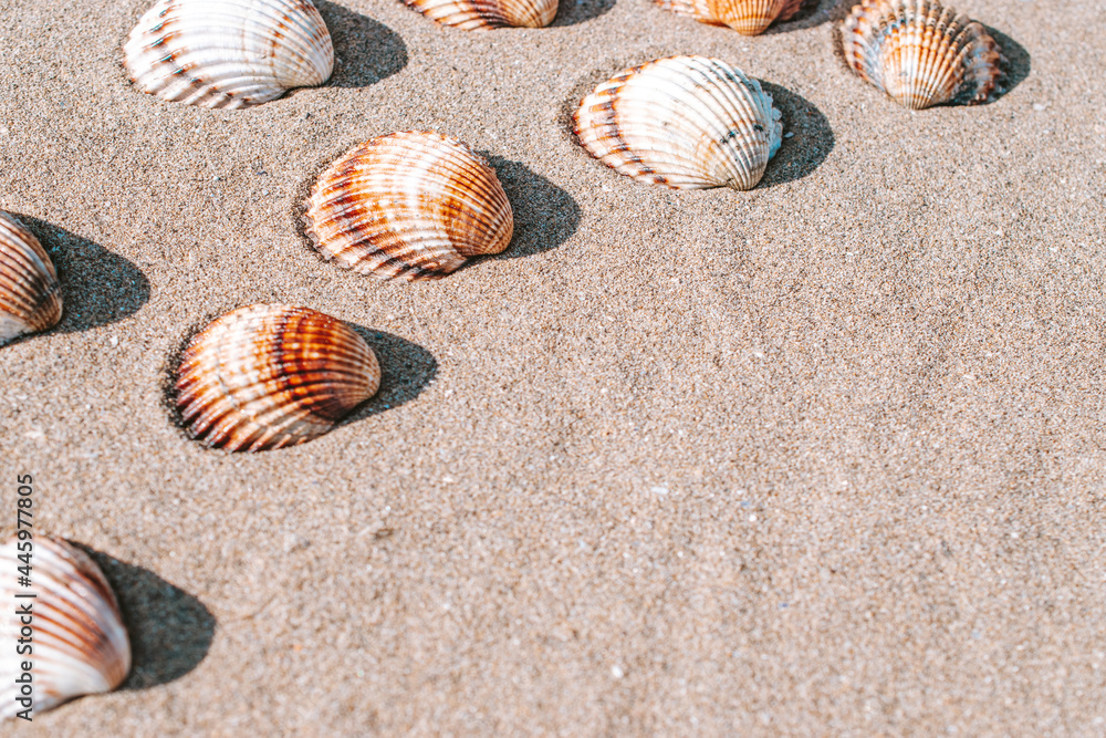 Summer concept background with seashells, shells on sand tropical sea beach. Design of summer vacation holiday concept. Summer concept background with seashells, shells on sand tropical sea beach. Design of summer vacation holiday concept.
