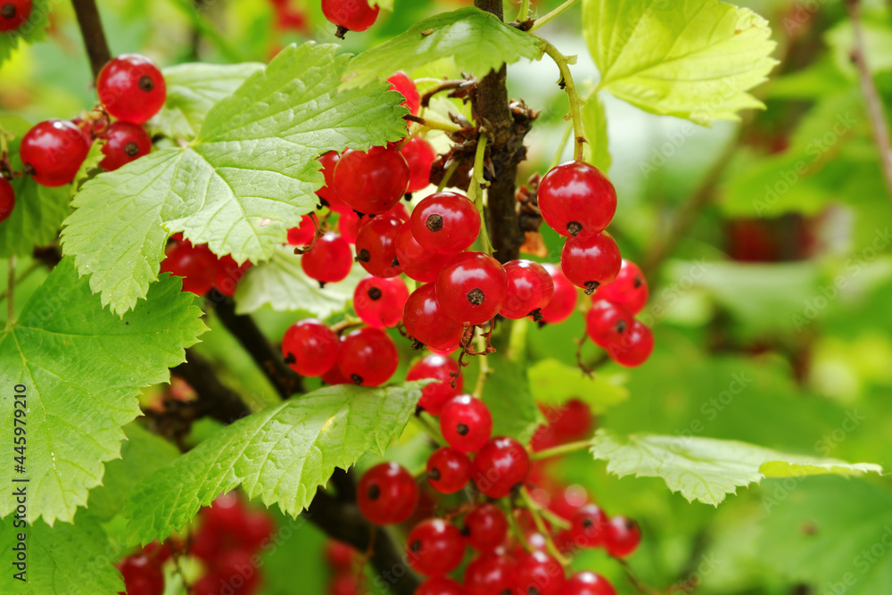 A bush of red currant with brushes of juicy ripe berries on the infield. A bush of red currant with brushes of juicy ripe berries on the infield.