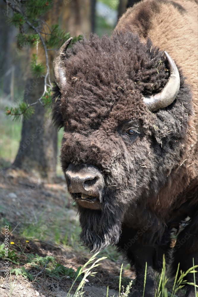 A Buffalo in Yellowstone National Park in Wyoming A Buffalo in Yellowstone National Park in Wyoming