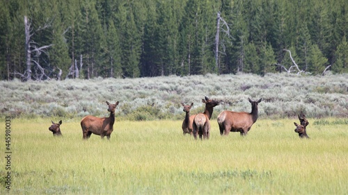 Fototapeta Naklejka Na Ścianę i Meble -  Elk in Yellowstone National Park
