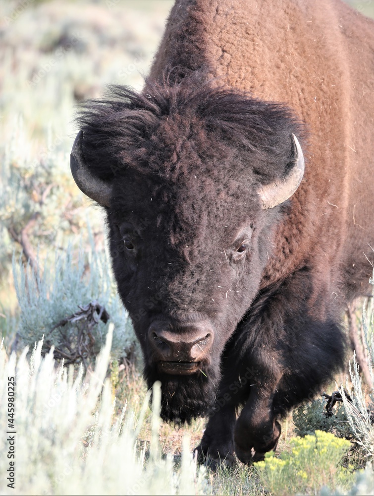 A Buffalo in Yellowstone National Park in Wyoming A Buffalo in Yellowstone National Park in Wyoming