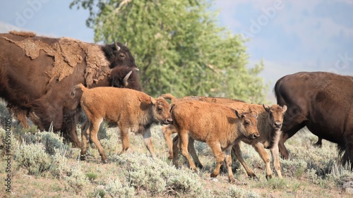 Buffalo Running in Lamar Valley in Yellowstone National Park