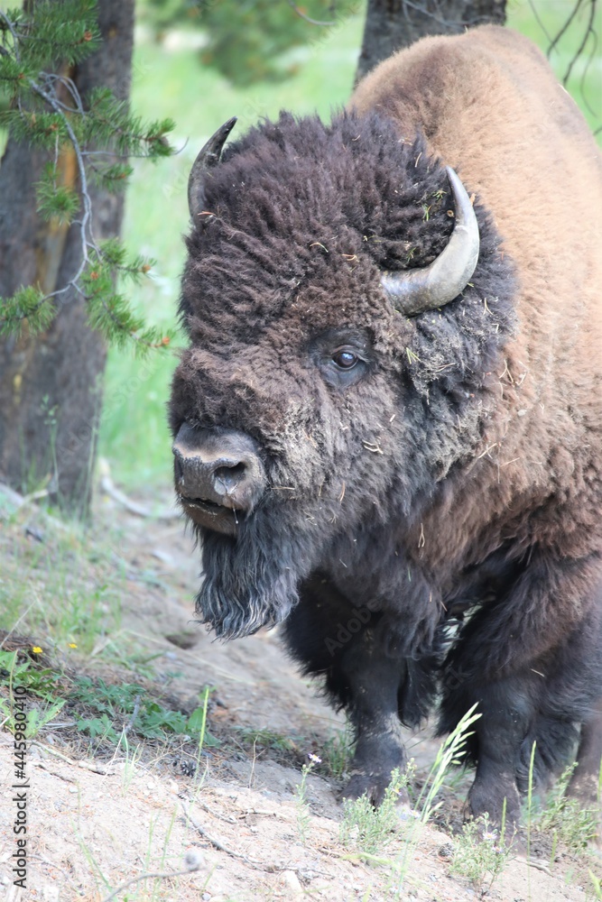 A Buffalo in Yellowstone National Park in Wyoming A Buffalo in Yellowstone National Park in Wyoming