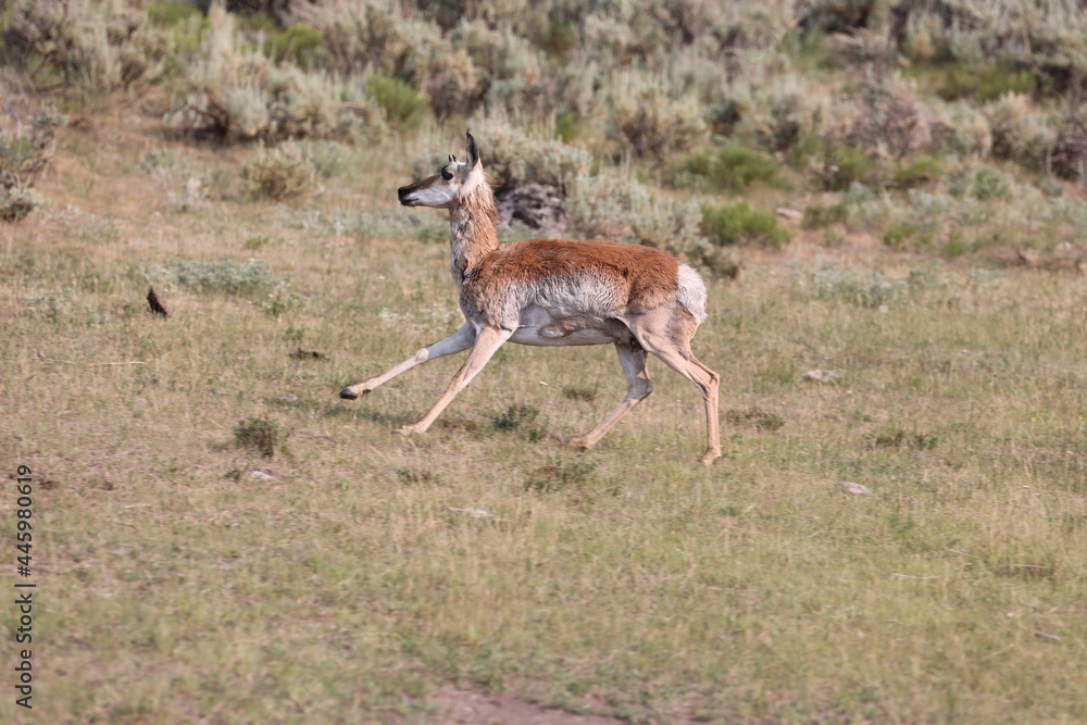 A Female Pronghorn in Yellowstone National Park in Wyoming