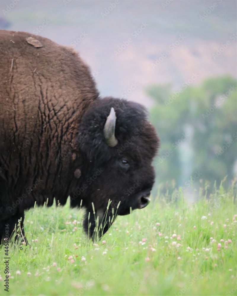 A Buffalo in Yellowstone National Park in Wyoming A Buffalo in Yellowstone National Park in Wyoming