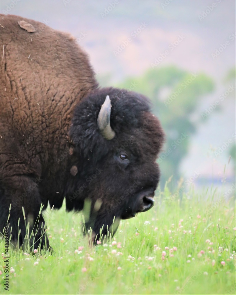 A Buffalo in Yellowstone National Park in Wyoming A Buffalo in Yellowstone National Park in Wyoming