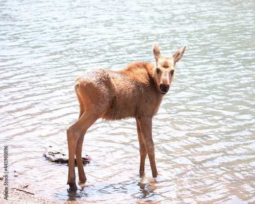 A Baby Moose on the Shore of Fishercap Lake in Glacier National Park in Montana photo