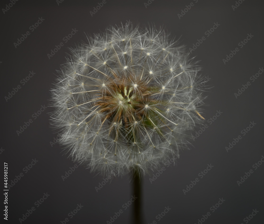 Fototapeta premium Misty dandelion head