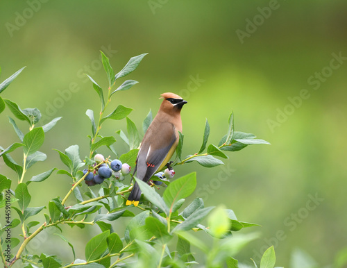 cedar waxing bird standing on blueberry tree branch