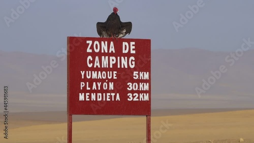 Turkey Vulture Perched On Top Of Camping Information Sign In The Desert In Peru. Locked Off, Establishing Shot photo